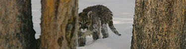 A juvenille lion peers from behind trees