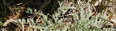 Astragalus ampullarioides (Shivwits Milkvetch)