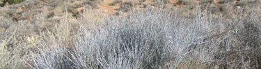 Ephedra nevadensis (Mormon Tea)