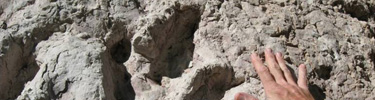 Eubrontes Track