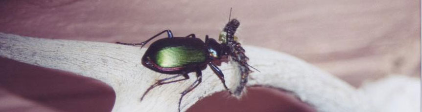 Fiery Searcher Beetle (and dinner)
