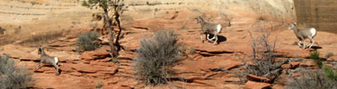 Bighorn Sheep running along slickrock