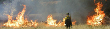 Fire crews conducting prescribed burn of cheatgrass