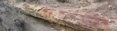 Petrified log in Southwest Desert