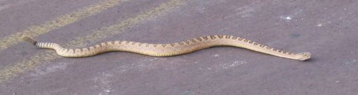 Great Basin Rattlesnake