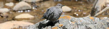 American Dipper
