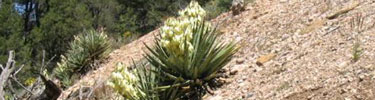Yucca baccata (Datil Yucca)
