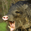 What You Can Hunt