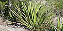 Agave Lechugilla is the Agave Lechugilla is the