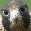Peregrine Falcon