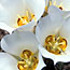 Sego Lily