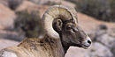 Desert Bighorn Sheep