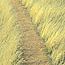 Cheatgrass