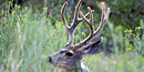 Mule Deer