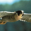 Peregrine Falcon