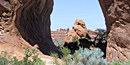 Pine Tree Arch