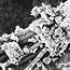 Soilcrust at 950x