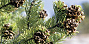 Pinyon Pine Pinyon Pine