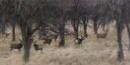 Photo of deer in the historic orchard