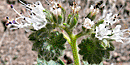 Scorpionweed blooms