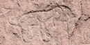 Dog Petroglyph from Long House