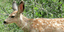 Mule Deer Fawn