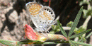 Western Pygmy Blue butterfly