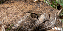 Western Diamondback Rattlesnake