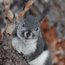 Abert's Squirrel