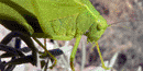 Katydid