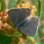 Gray Hairstreak