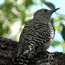 Williamson's Sapsucker (female)