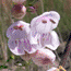 Pink Penstemon Pink Penstemon