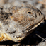 Short-horned Lizard