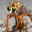 Robber Fly