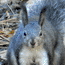 Abert's Squirrel
