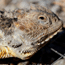Short-Horned Lizard
