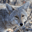 Coyote