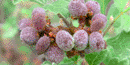 Three-leaf Sumac