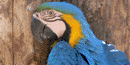 Macaw