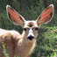 Mule Deer Fawn
