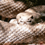 western diamondback rattlesnake