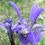 Wild Iris