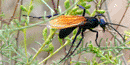 Tarantula Hawk