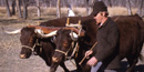 Oxen being driven by teamster