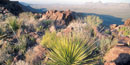 Sotol grasslands