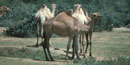 Camels