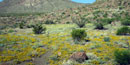 A desert scene