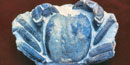 Cretaceous era crab fossil