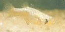 The Big Bend Mosquitofish